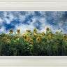 A Sea of Sunflowers by Kimberley Harris