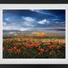 As The Poppy Blows Commission by Kimberley Harris