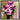 Camellia's Kiss by Chuck