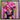 Celeste's Cerise by Chuck