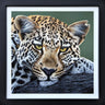 Cool Cat by Martin Robson