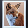 Curious Fox by Martin Robson
