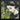 Fashion Jungle VI by Linda Charles