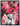 Hot Pink by Chuck