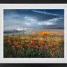 The Poppies Blow by Kimberley Harris