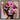 Peony's Poise by Chuck