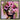 Peony's Poise by Chuck
