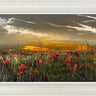 Shepherd's Delight by Kimberley Harris
