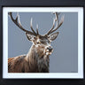 Spirit Of The Forest by Martin Robson