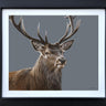 Spirit of the Forest by Martin Robson